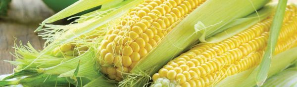 Corn (CSA Shares)